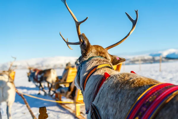 Primer Plano Renos Tirando Trineo Norte Noruega Soleado Día Invierno —  Fotos de Stock