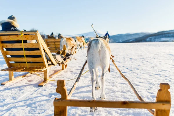 Close Renas Puxando Trenó Norte Noruega Dia Ensolarado Inverno — Fotografia de Stock