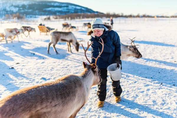 Ragazzo Adolescente Circondato Molte Renne Nella Soleggiata Giornata Invernale Nel — Foto Stock