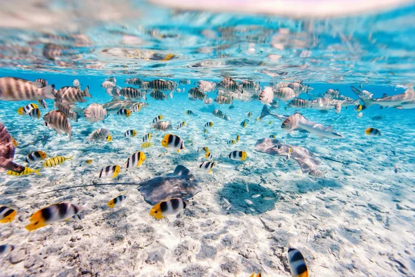 Kolorowe Ryby Płaszczka Czarny Wywrócony Rekiny Podwodne Laguny Bora Bora — Zdjęcie stockowe