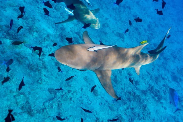 Λεμόνι Καρχαρίες Κολυμπούν Μεταξύ Των Ψαριών Στον Ειρηνικό Ωκεανό — Φωτογραφία Αρχείου