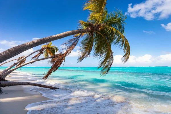 Hermosa Playa Enmarcada Con Palmeras Isla Caribeña Anguila — Foto de Stock