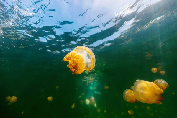 Underwater Photo Endemic Golden Jellyfish Lake Palau Snorkeling Jellyfish Lake — Stock Photo, Image
