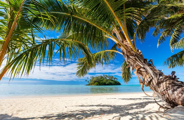 Tropisch Strand Met Palmbomen Witte Zand Turquoise Oceaanwater Blauwe Hemel — Stockfoto