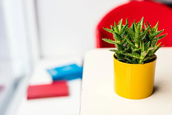 Casa Planta Vaso Flores Amarelo Colorido — Fotografia de Stock