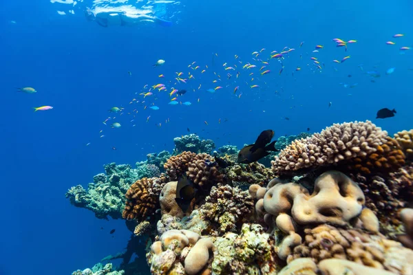 Beau Récif Corallien Coloré Poissons Tropicaux Sous Marins Aux Maldives — Photo