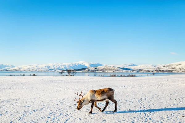 Reindeer Northern Norway Breathtaking Fjords Scenery Sunny Winter Day — Stock Photo, Image