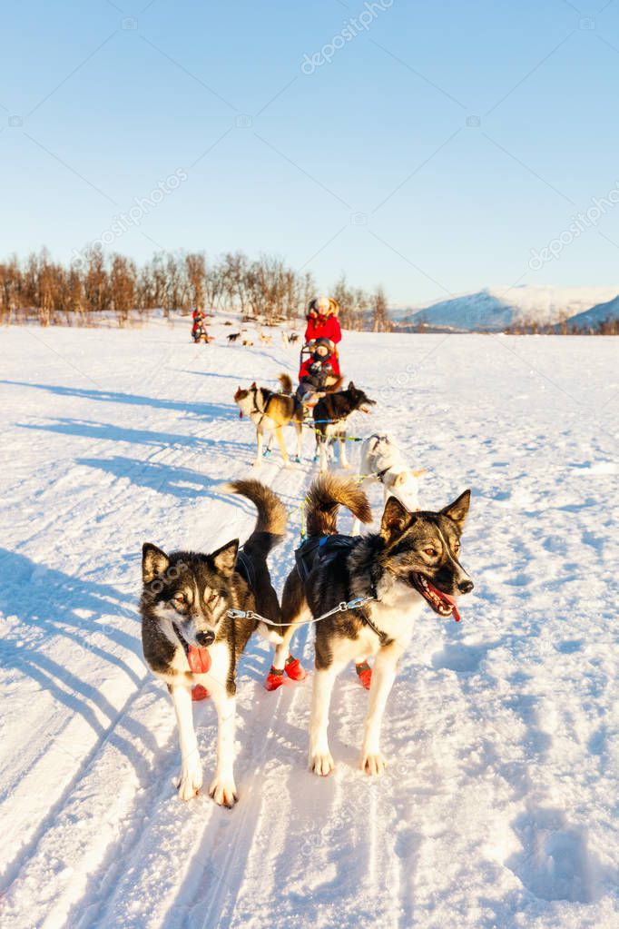 Husky dogs are pulling sledge with family on sunny winter day in Northern Norway