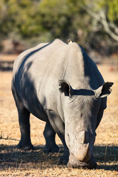 Breitmaulnashorn Weidet Auf Offenem Feld Südafrika — Stockfoto