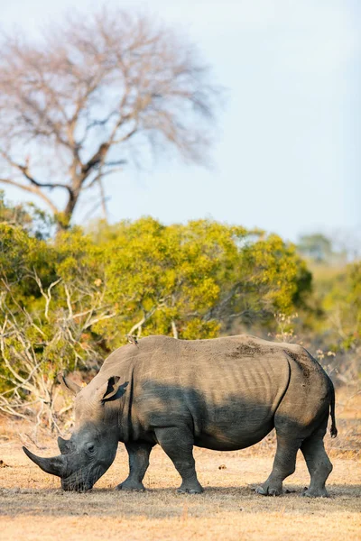 Rinoceronte Branco Pastando Parque Safári África Sul — Fotografia de Stock