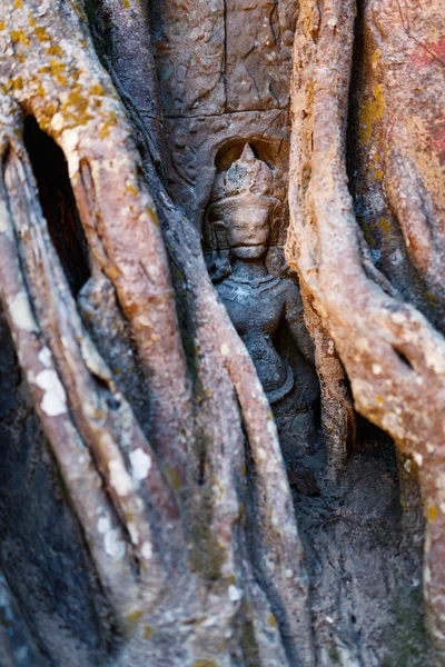 Antigua Estatua Piedra Escondida Las Raíces Los Árboles Área Arqueológica — Foto de Stock