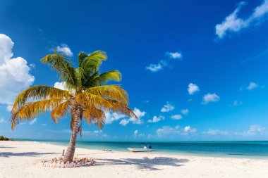 Idyllic tropical beach on Barbuda island in Caribbean with white sand, turquoise ocean water and blue sky clipart