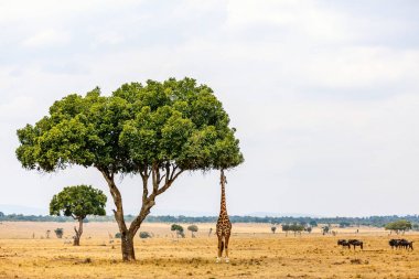 Kenya Afrika 'daki Masai Mara safari parkında zürafa