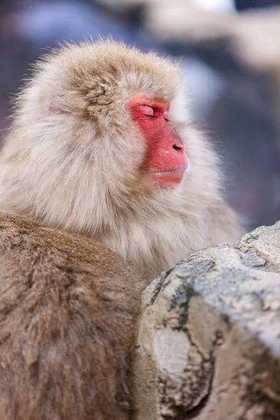 Maschio Scimmia Delle Nevi Macaco Giapponese Fare Bagno Onsen Sorgenti — Foto Stock