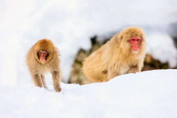 Hómajmok Japán Macaques Fürdik Onsen Meleg Források Nagano Japán — Stock Fotó