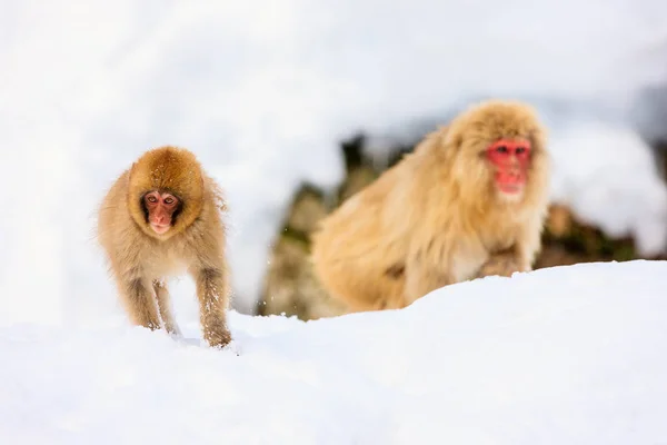 Scimmie Delle Nevi Macachi Giapponesi Fanno Bagno Nelle Sorgenti Termali — Foto Stock