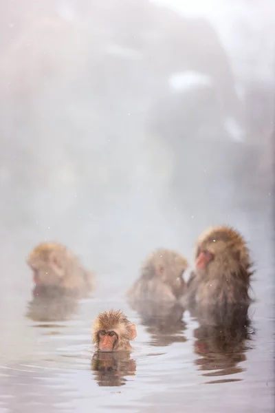 Scimmie Delle Nevi Macachi Giapponesi Fanno Bagno Nelle Sorgenti Termali — Foto Stock