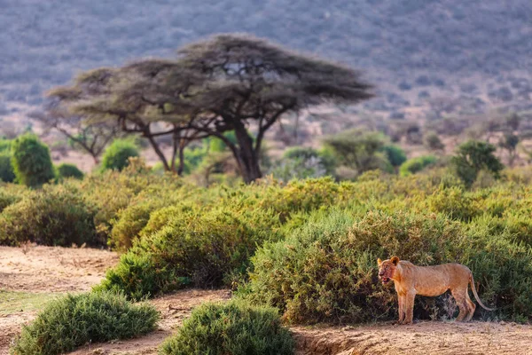 Leão Macho Jovem Após Caça Bem Sucedida Reserva Nacional Quênia — Fotografia de Stock