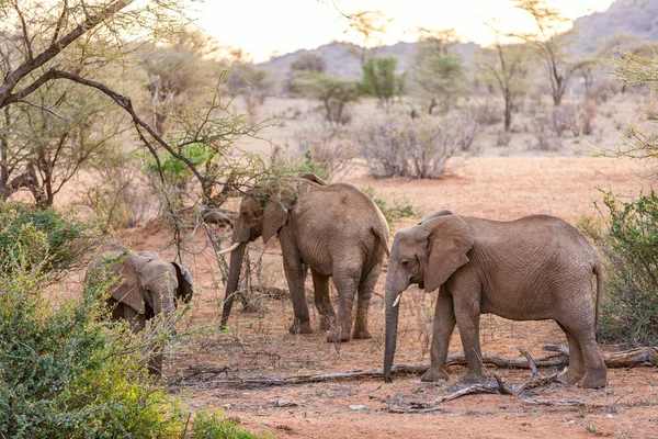 Ελέφαντες Στο Πάρκο Σαφάρι Στην Κένυα Αφρική — Φωτογραφία Αρχείου
