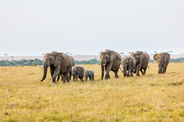 Слоны в сафари-парке в Кении