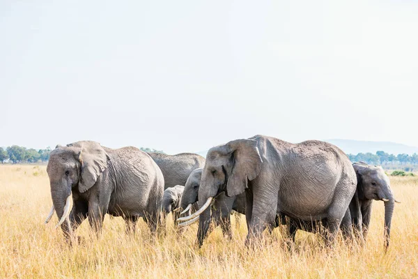 Elefantes Parque Safári Quênia África — Fotografia de Stock