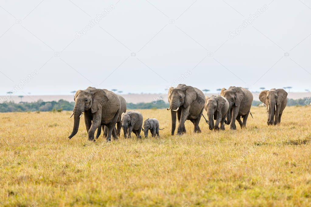 Elephants in safari park in Kenya Africa