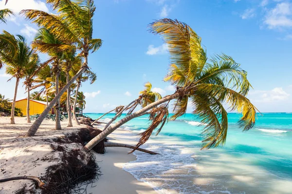 Praia Bonita Emoldurada Com Palmas Café Beira Mar Ilha Caribenha — Fotografia de Stock