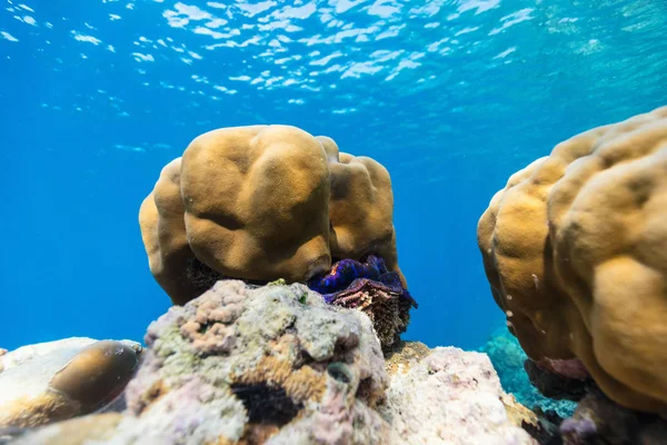 Piękna Kolorowa Rafa Koralowa Tropikalne Ryby Pod Wodą Malediwach — Zdjęcie stockowe