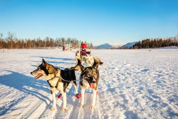 Хаски Доги Тянут Сани Семьей Солнечный Зимний День Северной Норвегии — стоковое фото