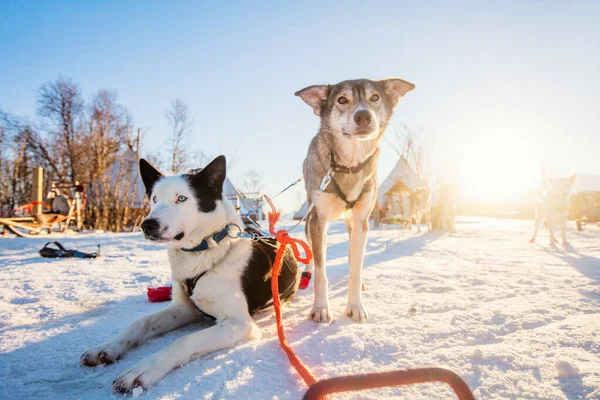 Husky Zwinger Besuch Nordnorwegen — Stockfoto