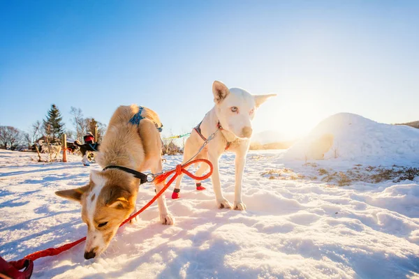 Visita Canil Husky Norte Noruega — Fotografia de Stock