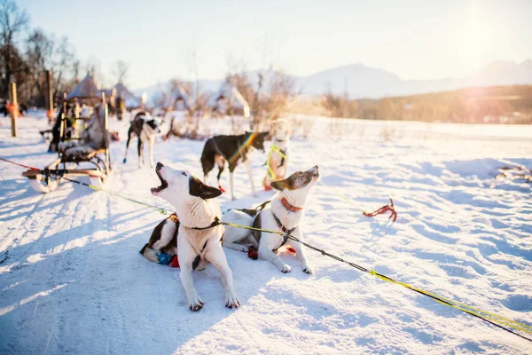 Husky Kennel Bezoek Noord Noorwegen — Stockfoto