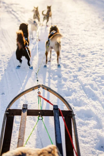 Luge Avec Chiens Husky Dans Nord Norvège — Photo