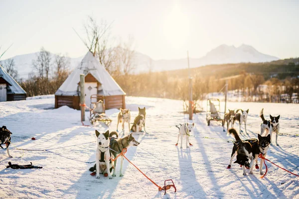 Husky Hodowla Wizyty Norwegii Północnej — Zdjęcie stockowe