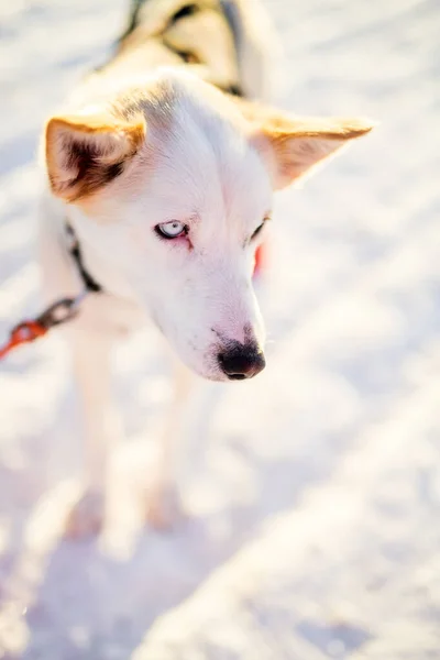 Husky Kennel Visit Northern Norway — Stock Photo, Image