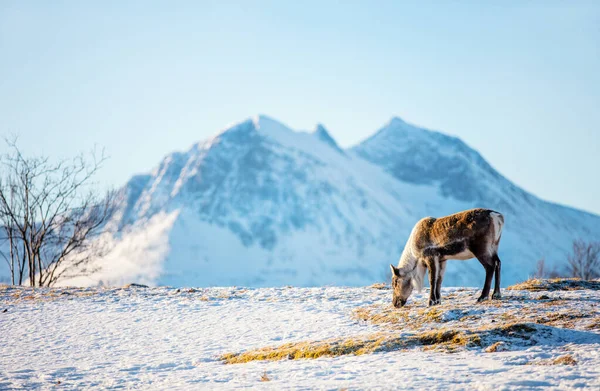 Άγριο Αρσενικό Ταράνδων Στη Βόρεια Νορβηγία — Φωτογραφία Αρχείου