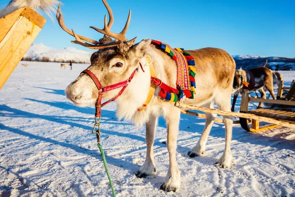 Close Van Rendieren Trekken Een Slee Noord Noorwegen Zonnige Winterdag — Stockfoto