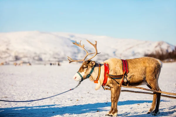 Close Van Rendieren Trekken Een Slee Noord Noorwegen Zonnige Winterdag — Stockfoto