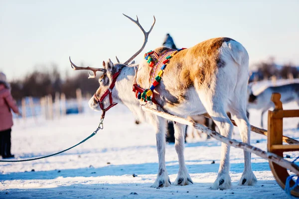在阳光明媚的冬日 在挪威北部拉雪橇的驯鹿关闭 — 图库照片