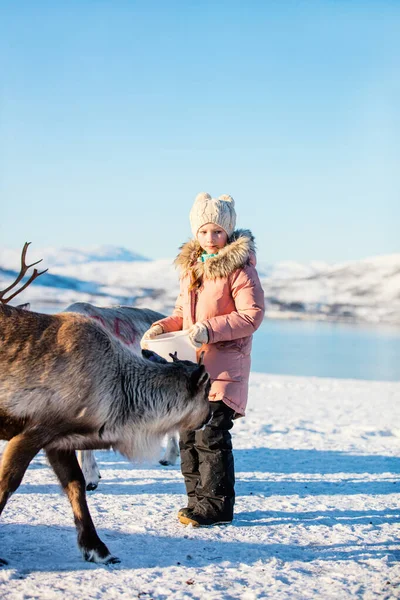 Menina Alimentando Renas Dia Ensolarado Inverno Norte Noruega — Fotografia de Stock