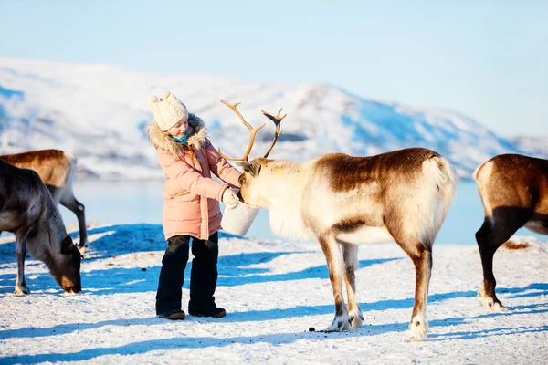 Little Girl Feeding Reindeer Sunny Winter Day Northern Norway — Stock Photo, Image