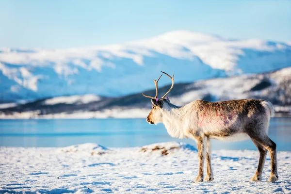 Reindeer Northern Norway Outdoors Sunny Winter Day Breathtaking Fjords Scenery — Stock Photo, Image