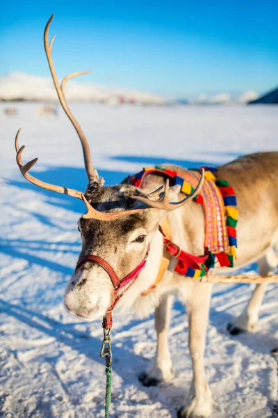 挪威北部的驯鹿在阳光明媚的冬天关闭 — 图库照片