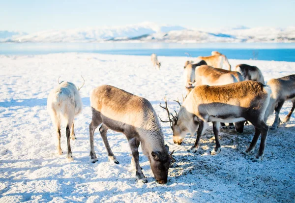 Renifer Północnej Norwegii Zewnątrz Słoneczny Zimowy Dzień Zapierającym Dech Piersiach — Zdjęcie stockowe