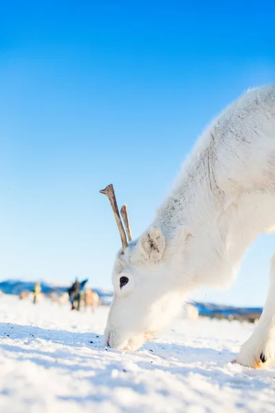 Close White Reindeer Northern Norway Sunny Winter Day — Stock Photo, Image