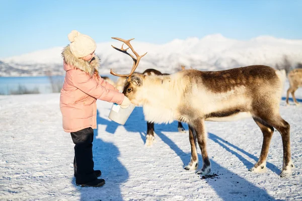 挪威北部阳光明媚的冬日喂养驯鹿的小女孩 — 图库照片
