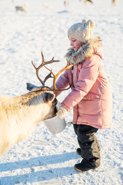 Little Girl Feeding Reindeer Sunny Winter Day Northern Norway — Stock Photo, Image