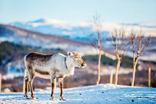 Male Reindeer Northern Norway Sunny Winter Day — ストック写真