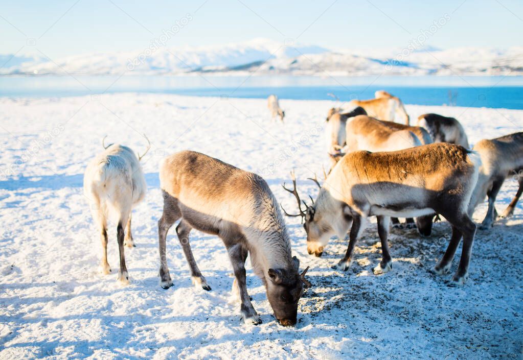 Reindeer in Northern Norway outdoors on sunny winter day with breathtaking fjords scenery background