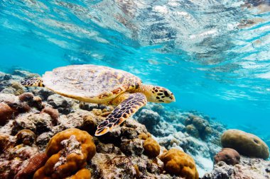 Şahin gagalı deniz kaplumbağası Maldivler 'deki tropikal okyanusta mercan kayalıklarında yüzüyor.